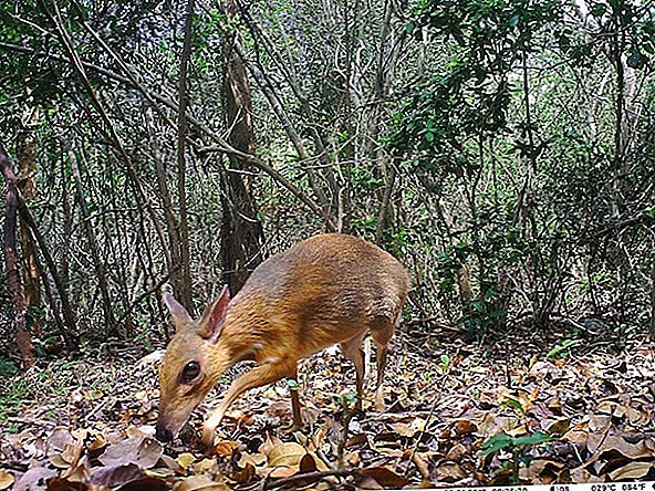 Una especie diminuta que parece parte de ciervo y parte de ratón desapareció durante casi 30 años. Los científicos lo acaban de encontrar.