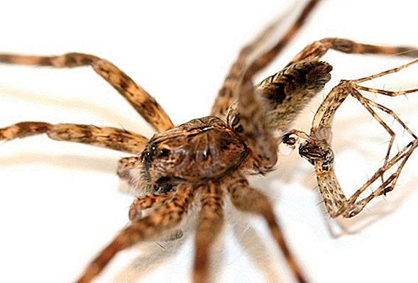 Tough Love: les araignées mâles meurent pour le sexe