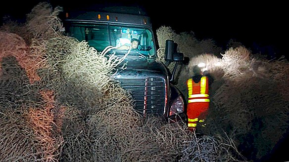 Tumbleweed imponente armadilhas carros, semi-caminhão em Washington