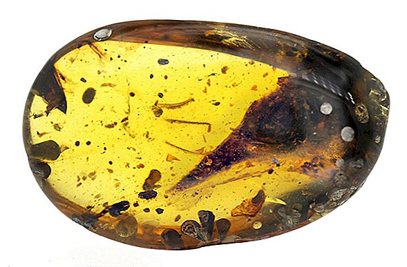 Intrappolato nell'ambra, questo potrebbe essere il più piccolo dinosauro mai trovato