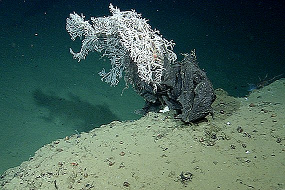 Poubelles Deep Seafloor, principalement recyclables