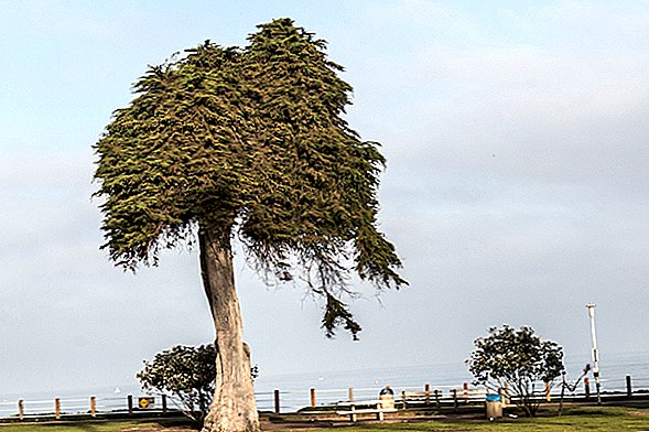 El árbol que podría haber inspirado al Dr. Seuss "The Lorax 'ha muerto