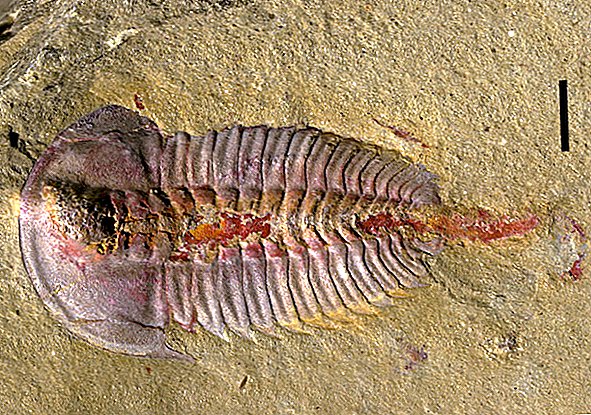 Trilobite Tummies révélés dans de nouveaux fossiles