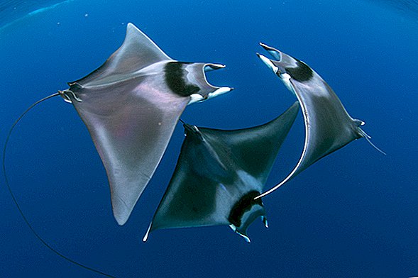 Trio of Devil Rays Capt in Rare Courtship Dance in Stunning Underwater Photo