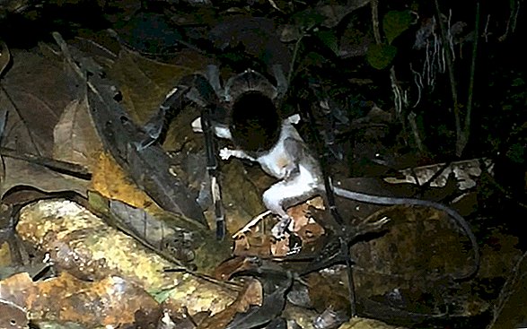 Les araignées tropicales causent une «quantité surprenante de morts», des opossums de chasse, des grenouilles et plus encore