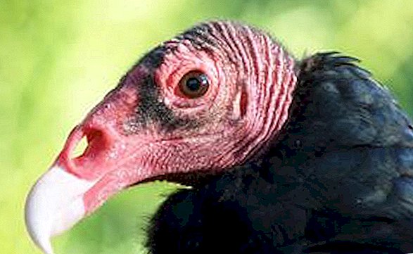 Turcul Vulturi: Fotografii Dezvăluie o icoană a Occidentului American