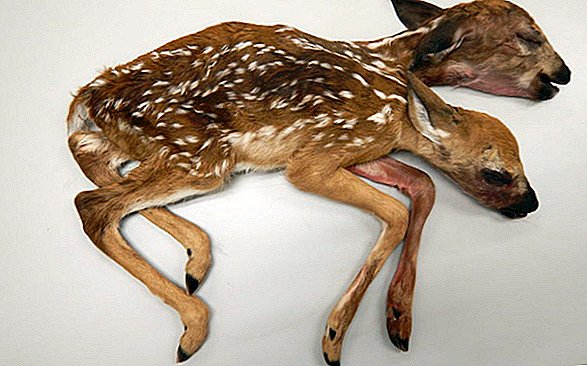 Dva-vedl jelena našel mrtvý v Minnesota Woods