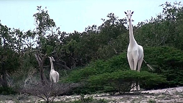 Två av de sista vita girafferna på jorden slaktades av krypskytare