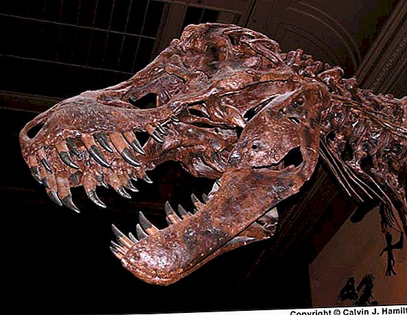 Tyrannosaurus Rex: Fakten über T. Rex, König der Dinosaurier