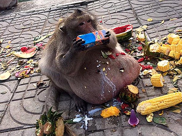 Onkel fedt: Overvægtige abe viser farerne ved menneskelig mad