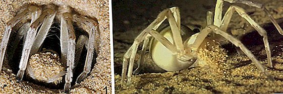 Castillos subterráneos? Cómo las arañas del desierto construyen túneles verticales