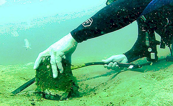 Undervandscypressskov fra istiden afslører dens hemmeligheder