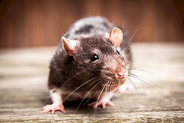 Nenavaden virus podgan trpi 8 ljudi v Illinoisu in Wisconsinu