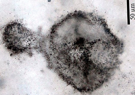 Незвичайно великі скам’янілі мікроби 2 мільярди років розкривають підказки про наш стародавній світ