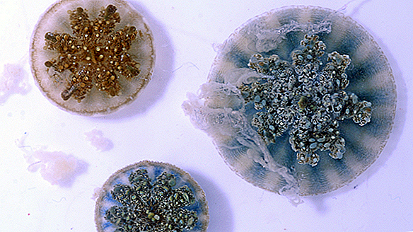 Ülaltpoolt olevad meduusid vabastavad tattus mürkidega täidetud pomme