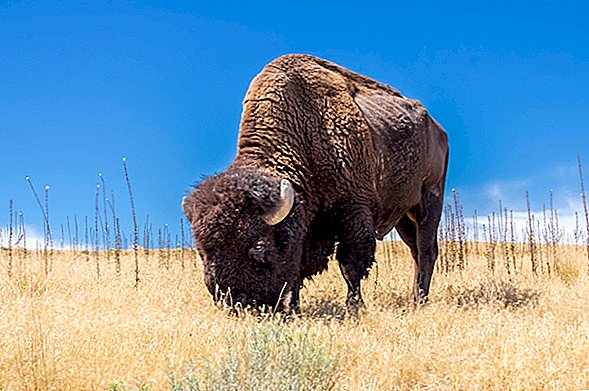 Les coureurs de l'Utah expliquent "un accident" avec un bison en train de charger