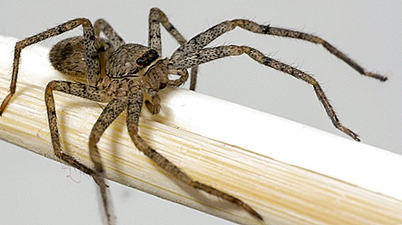 Araignée recluse brune venimeuse se glisse dans l'oreille de la femme
