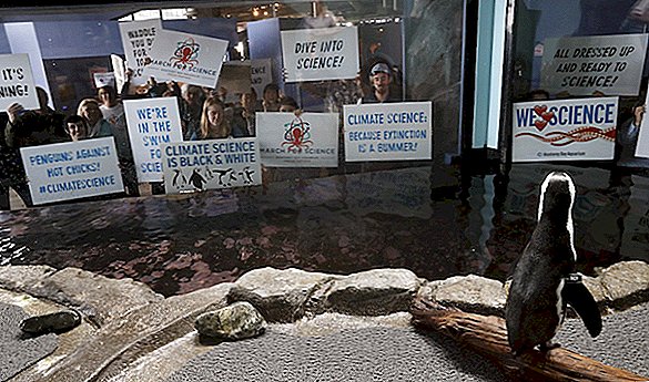 Vade for videnskab! Pingviner deltager i protest marts
