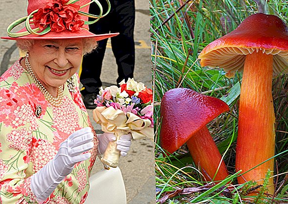 Wurde das Twitter der Königin gehackt oder mag sie Pilze wirklich?