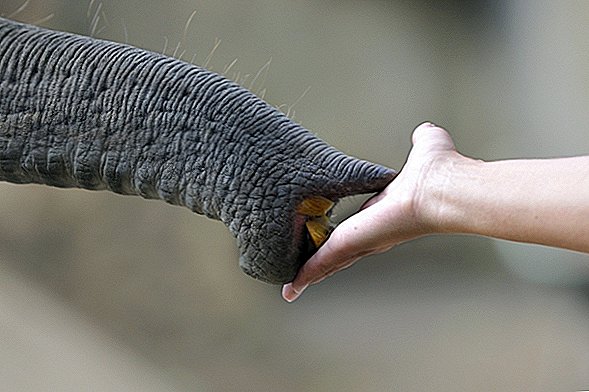 Regardez un éléphant nommé Kelly Scoop Cereal dans sa bouche dans facilement la meilleure étude de 2018