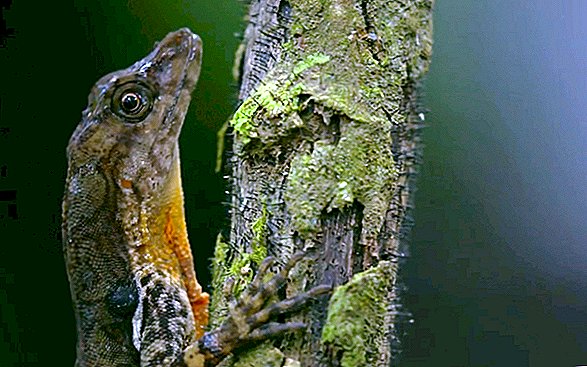 ASSISTA: Primeira filmagem de um lagarto respirando debaixo d'água