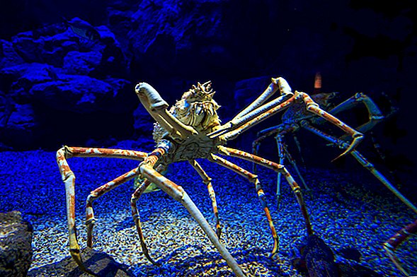 Regardez un buste de crabe araignée géant sortir de sa propre coquille dans une vidéo en accéléré sauvage