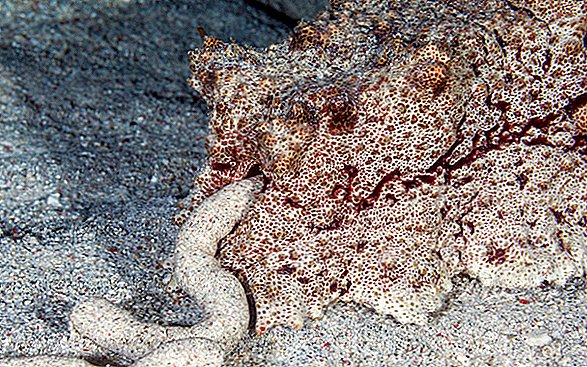 Bekijk deze gigantische zeekomkommer verdrijf een spiraalvormig kaklog