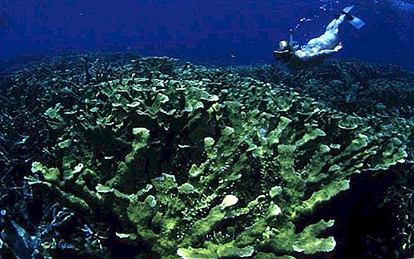 نعرف أخيرًا سبب موت الشعاب المرجانية في فلوريدا ، وليس تغير المناخ فقط