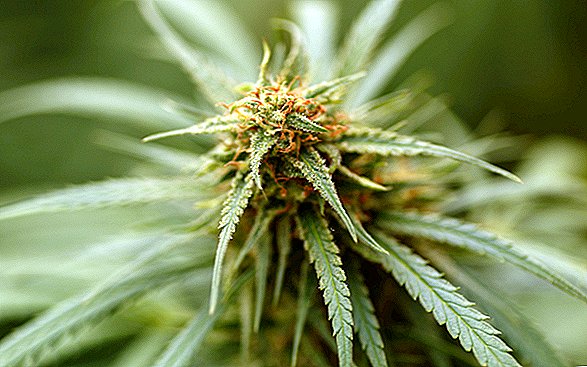 Nous pouvons enfin savoir d'où provient la plante de cannabis