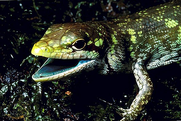 Todavía no sabemos por qué estos lagartos tienen sangre verde lima