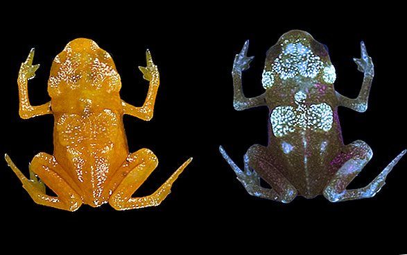 Les petites grenouilles `` citrouilles '' orange ont des os qui brillent à travers leur peau