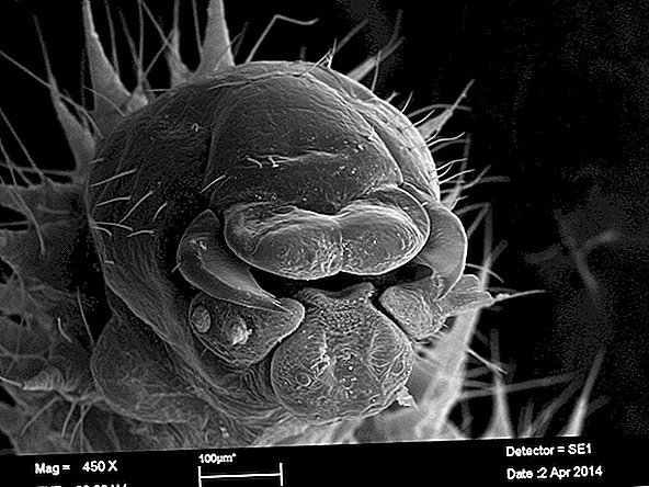Les fourmis étranges ont des taches poilues pour les bébés