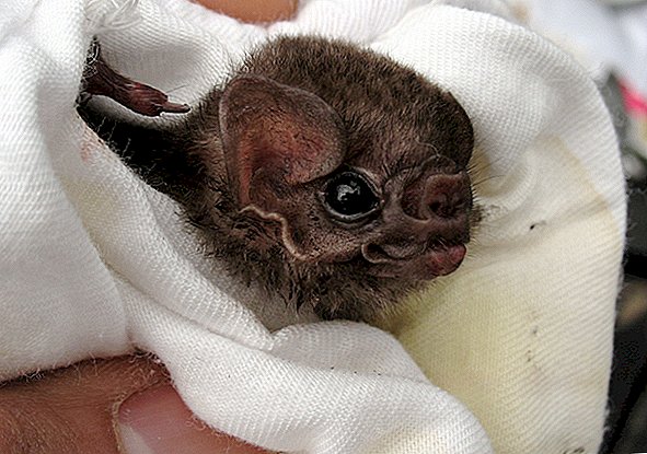 Λοιπόν, αυτό χτυπά: Vampire Νυχτερίδες βρέθηκαν πόσιμο ανθρώπινο αίμα