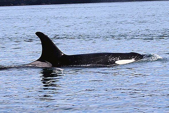 Expertos en ballenas 'cautelosamente optimistas' que sobrevivirán una vez la abuela hambrienta Orca sobrevivirán