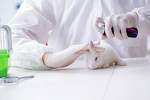 Care sunt alternativele la testarea pe animale?