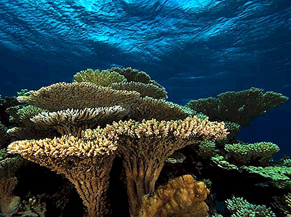 ما هي الشعاب المرجانية؟