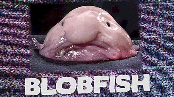 Wat is in vredesnaam een ​​Blobfish?