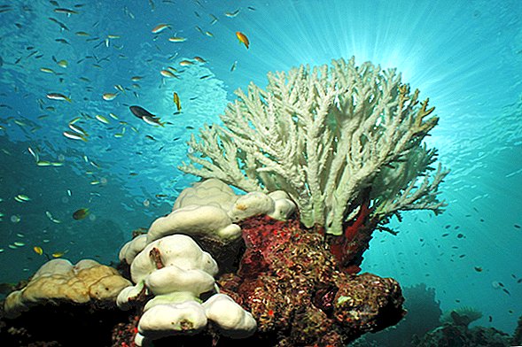 산호 표백이란 무엇입니까?