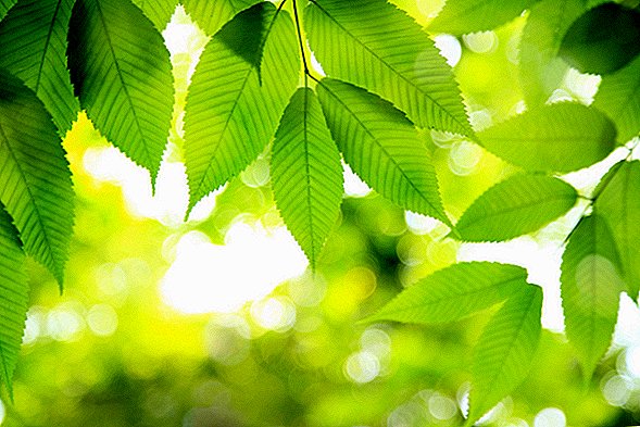Mi a fotoszintézis?