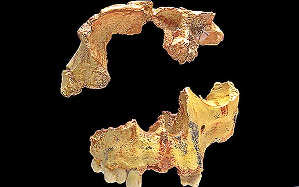 Hvad gjorde antikke hominins-kannibaler? Mennesker var nærende og let bytte