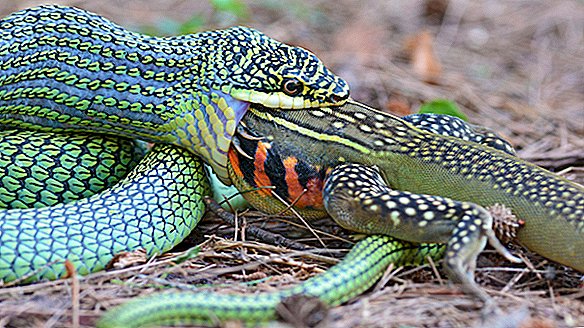 Was ist das größte Tier, das eine Schlange schlucken kann?
