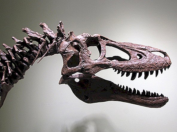 Quelle est la controverse sur le bébé T. Rex cotée sur eBay?