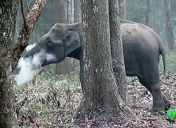 ¿Qué pasa con este elefante que respira humo?