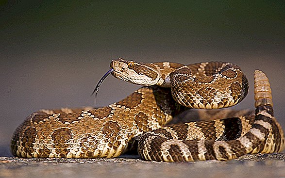 Hva bør du gjøre hvis du blir bitt av en giftig slange?