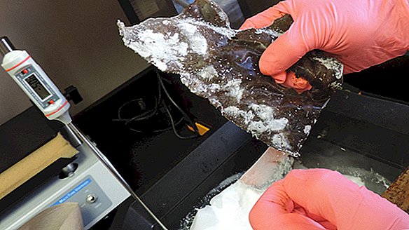 Wat een verspilling! Bevroren kakmessen zijn waardeloze snijders, vinden wetenschappers