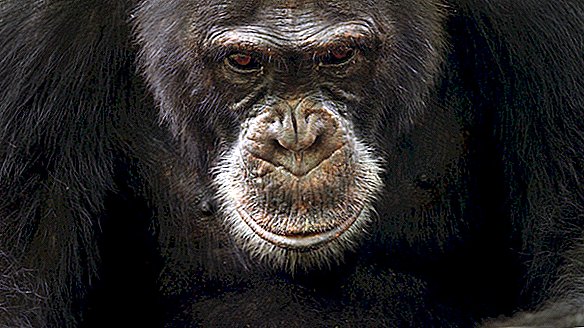 Als je een Alpha-chimpansee bent, is het leven geen vat met apen
