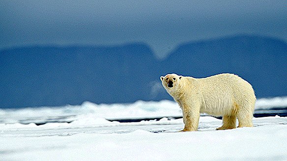 Quem é o dono do Ártico?