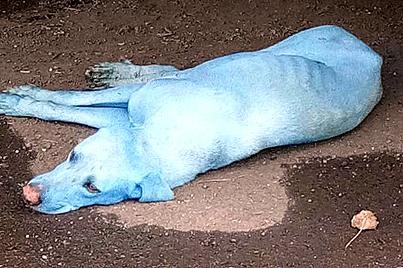 Wer ist ein Blue Boy? Indische Hunde durch verschmutzten Fluss getönt