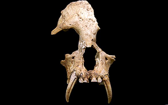 Pourquoi les archéologues ont été surpris de trouver ce gibbon dans une tombe royale chinoise