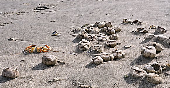 Zakaj na stotine čudnih, morskih krompirjev v obliki srca na morju v Angliji?